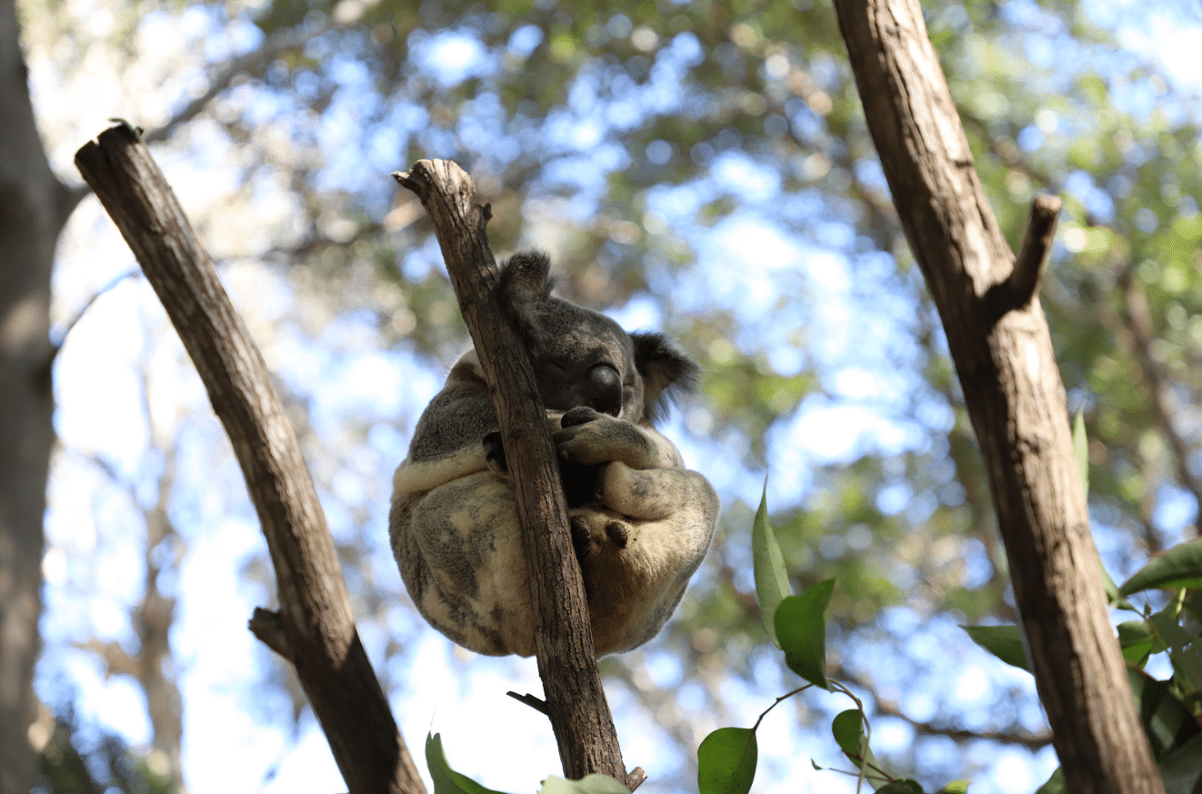 Lone Pine Koala Sanctuary