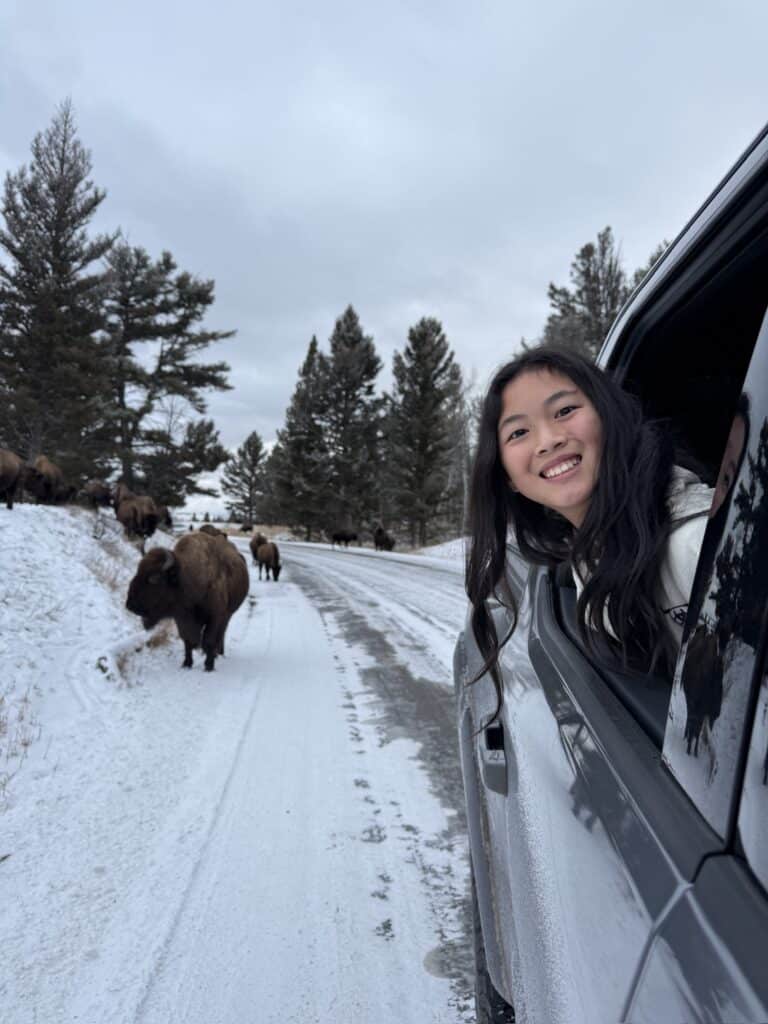 Wild bison in Yellowstone